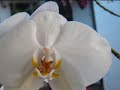 Aqui mostramos unas de las variedades de orquideas que tenemos en la casa familia Gaitan