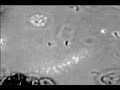 Cellular Biophotonics at UCSD - Chromosome Micromanipulation