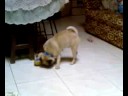 Pug (pashy) very cute Pug (pashy) very cute