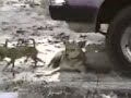 perro malo perro malo