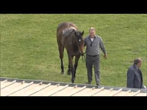 racing results cheltenham