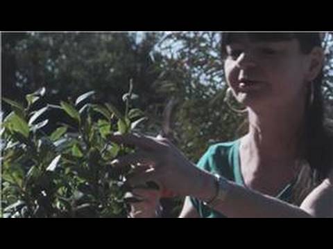 how to transplant bushes