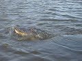 New Orleans Swamp Boat 4