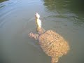 Death by snapping turtle