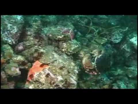 Life In The Kelp Forest