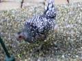 videos de Adventures of Chickadee & Poiyo