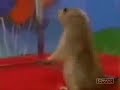 Dramatic Chipmunk Nuevo Amanecer Dramatic Chipmunk Nuevo Amanecer