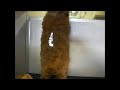 Click here to watch this video 富山県ペットショップパピーくらぶお尻ふりふりプードルの子犬ちゃん.wmv