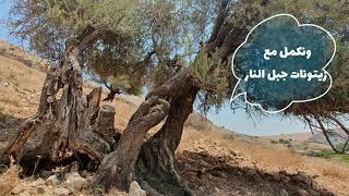 قرية عكبرة المهجرة والجديدة آثارها وأشجارها