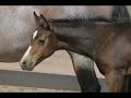 AQHA Yearling Stud Colt, AGR GOOD FOR CERTAIN.