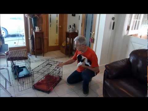 how to properly crate train a puppy
