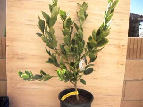how to grow etrog seeds