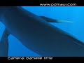 MAUI BABY HUMPBACK WHALE STRANDED