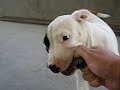 Pit Bull Puppy (Marshmellow)