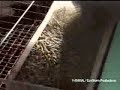 rabbit-farm.html