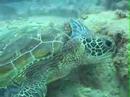 SCUBA Diving with a Turtle Grazing SCUBA Diving with a Turtle Grazing