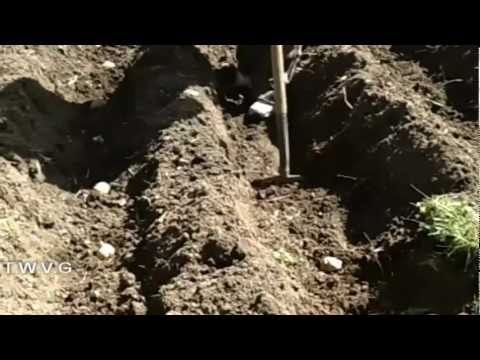 how to replant leeks