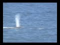 Birth of a Humpack Whale, Kohala HI: a Donnie MacGowan Film Birth of a Humpack Whale, Kohala HI: a Donnie MacGowan Film