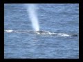Birth of a Humpack Whale, Kohala HI: a Donnie MacGowan Film Birth of a Humpack Whale, Kohala HI: a Donnie MacGowan Film