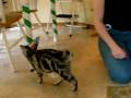 videos de Trophy: Party Animal