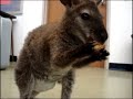 A guy brought a wallaby to our zoology class.