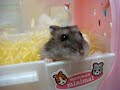 hammies