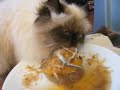 My Himalayan Cat Goma eating B-day Cake!