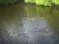 videos de Airboating in Everglades - 2