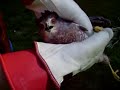 Saving the HOCK