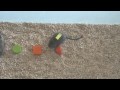 Duel - IQ test