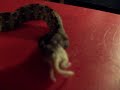 Force Feeding My Rhino Viper