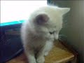 El Minino.wmv