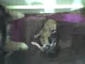Missys Kittens