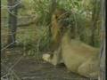 Lions on Buffalo Carcass Pt.2 of 3 