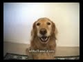 adiestramiento de perros