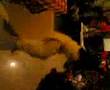 goswami sir's birthday stpir dance!!!