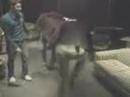 New footage of Robot Quadraped Dog thing