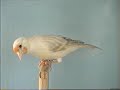 hibrido satine