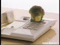 Vogel verschickt Katze