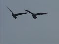 Borderland Presents - \"Let the Honkers Hit the Ground\"