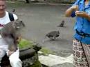 La forêt des singes 2/ Las Malp 2 Bali