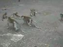 La forêt des singes 2/ Las Malp 2 Bali