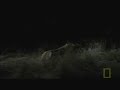 Hyenas Vs Lions