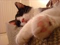 buddy lives a great life.  don't you think?