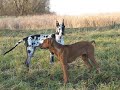 Rhodesian Ridgeback - First two years.