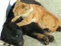 Cat massage Cat massage