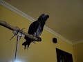 YACO GRIS HABLA UN POQUILLO YACO GRIS HABLA UN POQUILLO