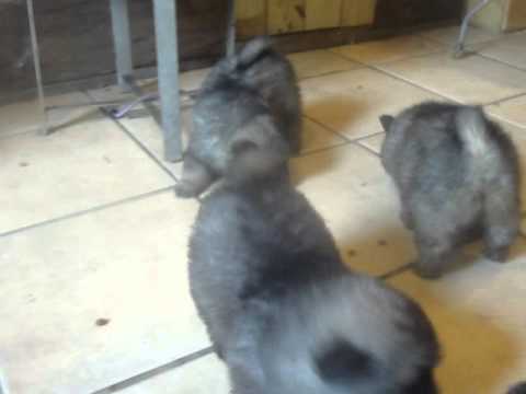 Keeshond babies ready for sale from the Smokey Mountains of Tennessee