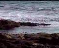 Running with the Sea