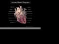 Rheumatic Fever